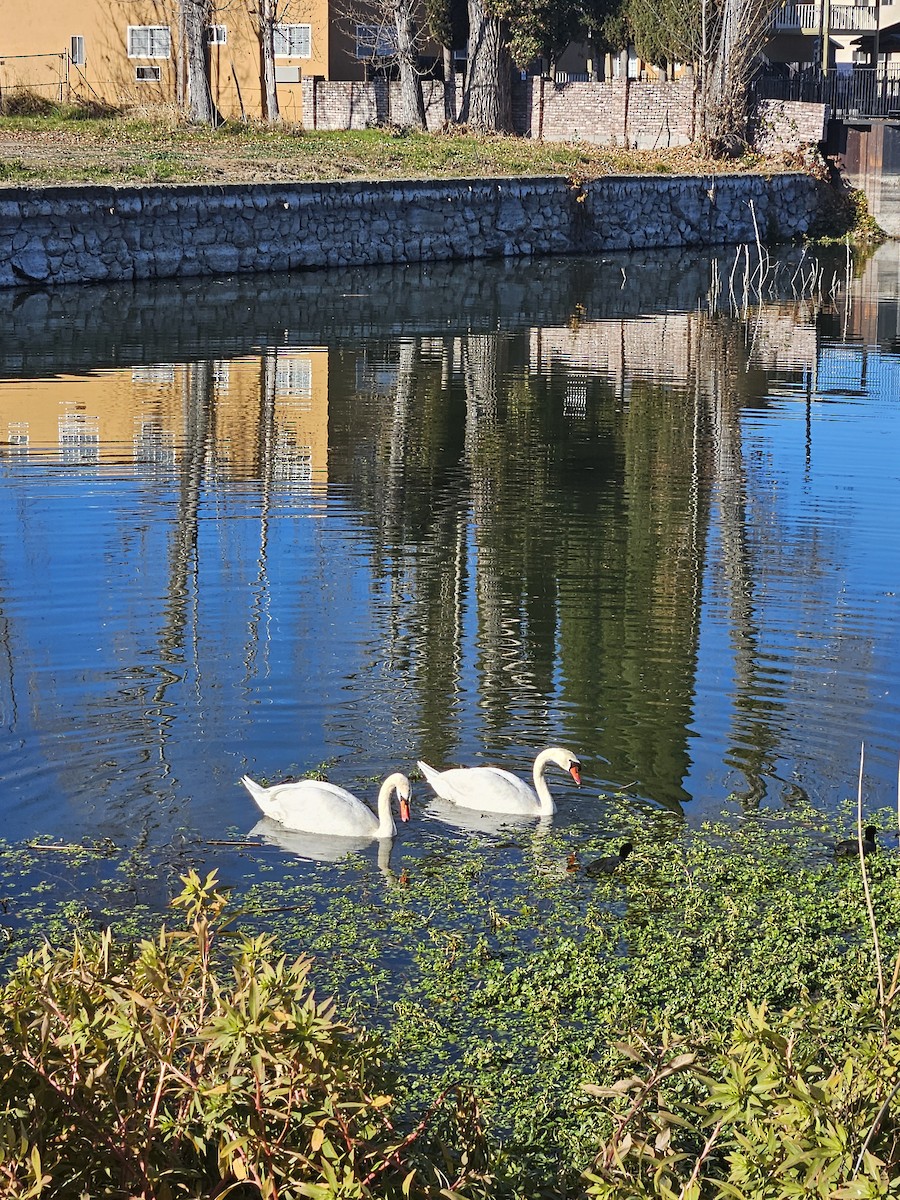 Beltxarga arrunta - ML646927891