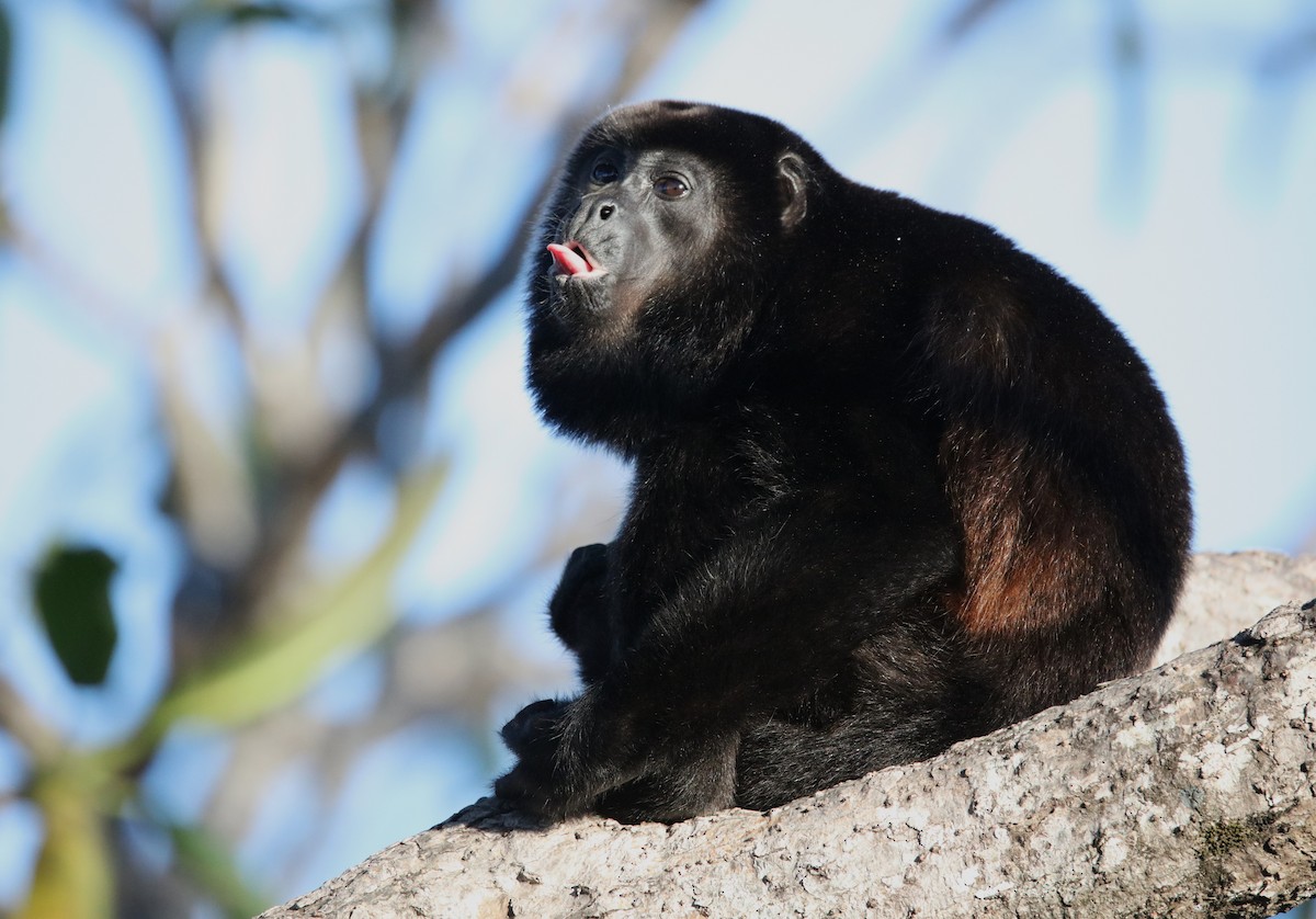 Mantled Howler Monkey - ML646927917