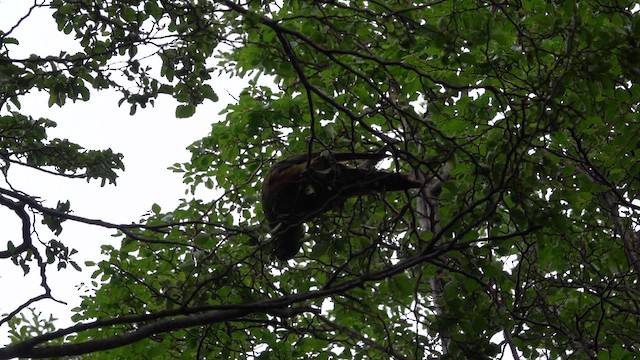 kogna smaragdový - ML646927919