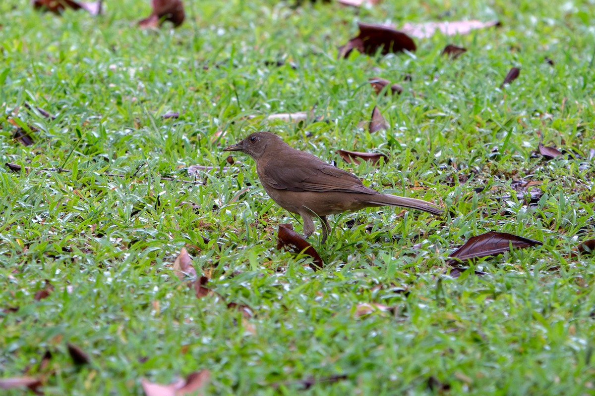 Clay-colored Thrush - ML646927920