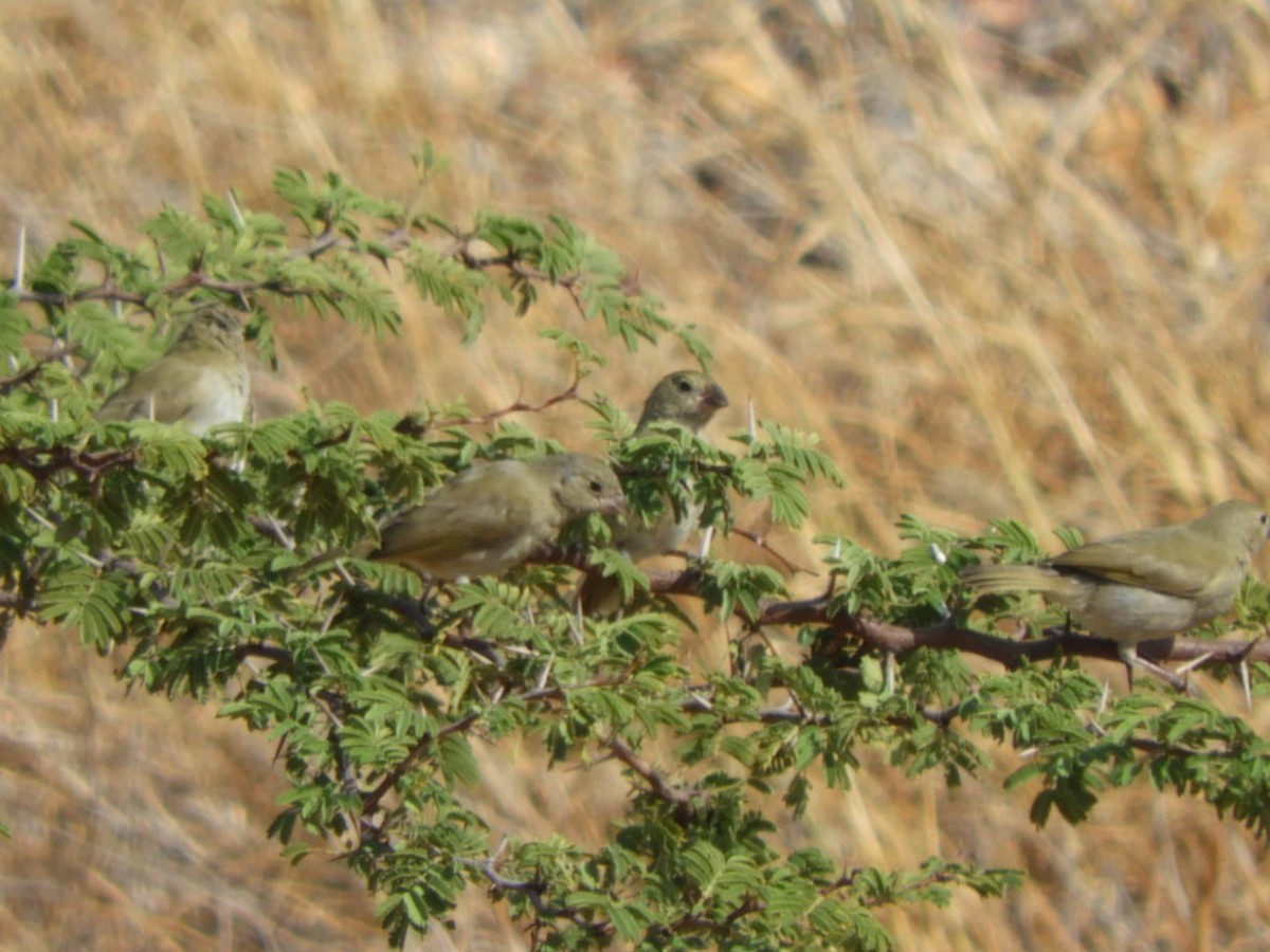 Black-faced Grassquit - ML646927926