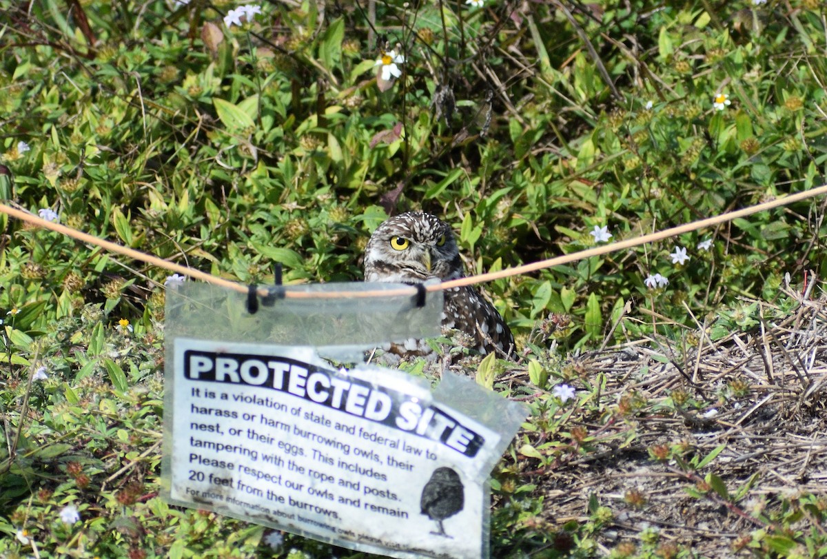 Burrowing Owl - ML646927941