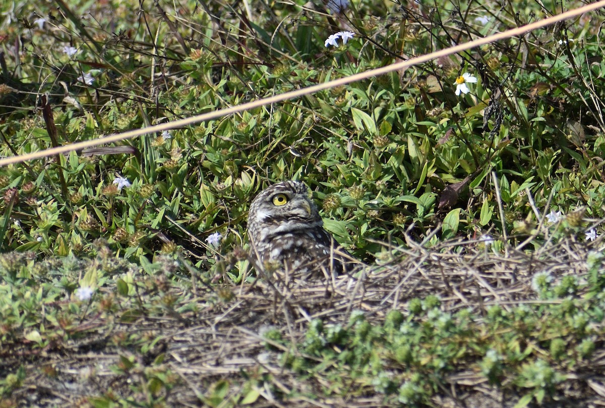 Burrowing Owl - ML646927942