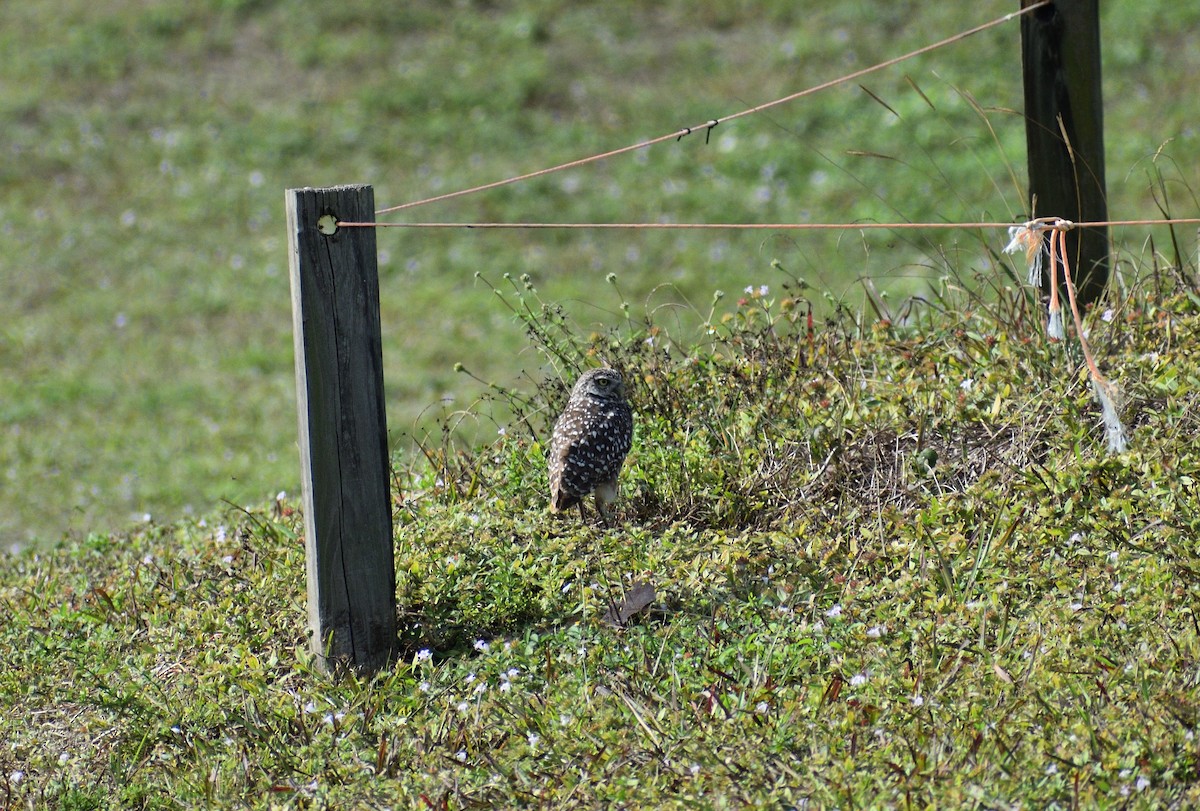 Burrowing Owl - ML646927944