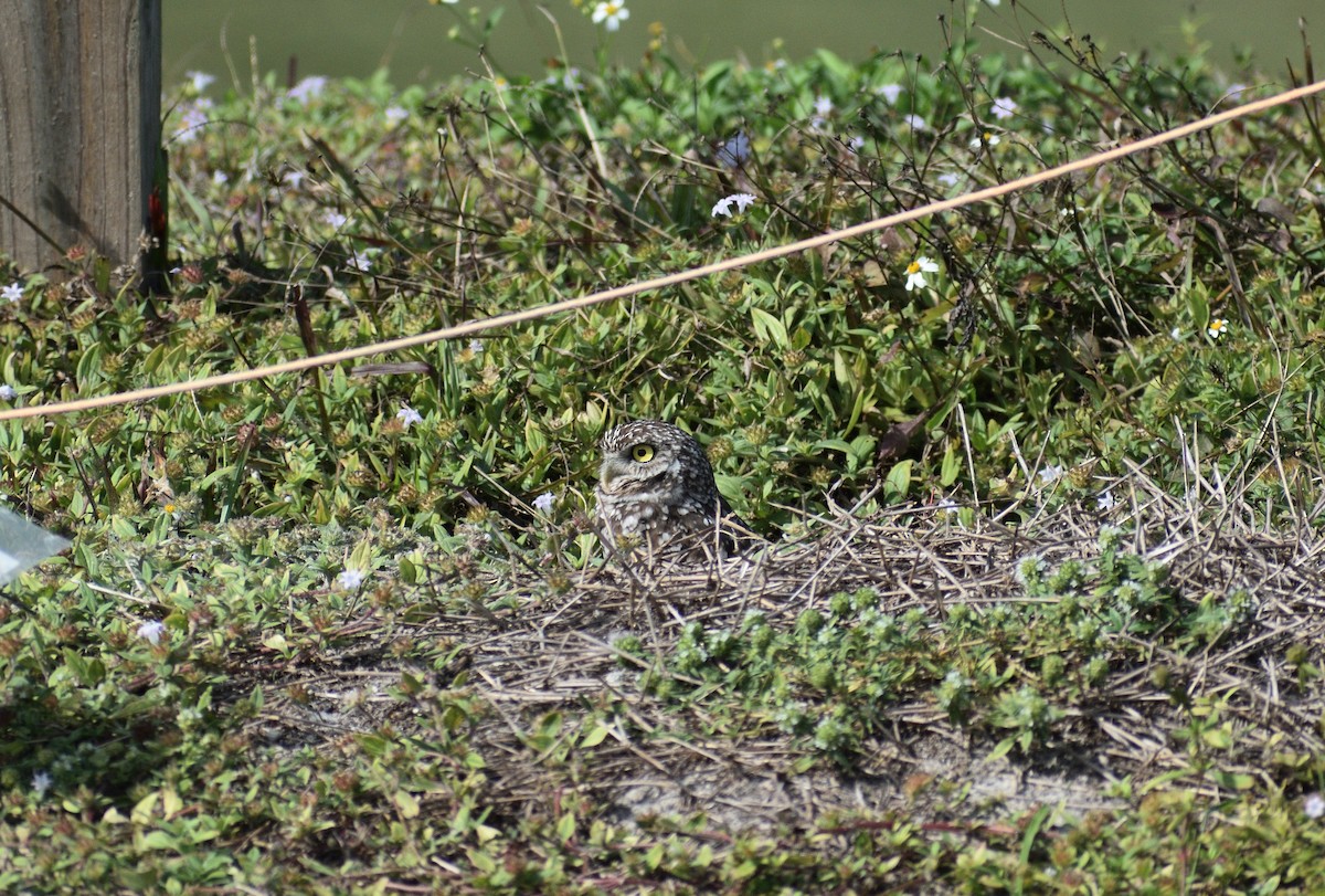 Burrowing Owl - ML646927946