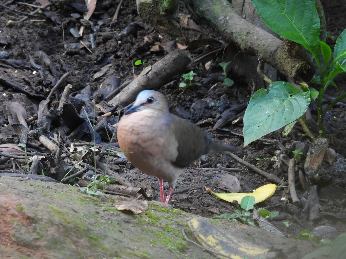 gråpannedue - ML646927948