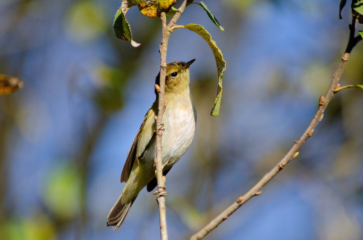 gransanger - ML646927951