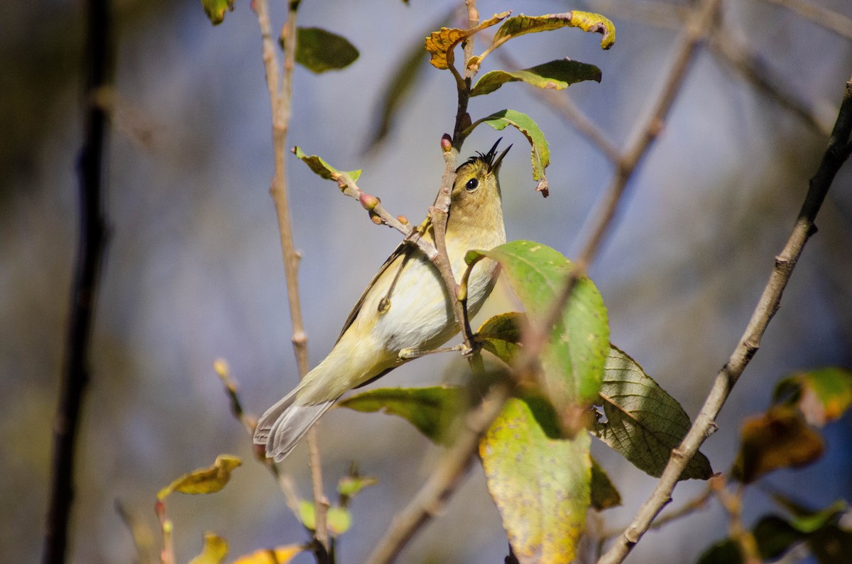 gransanger - ML646927963