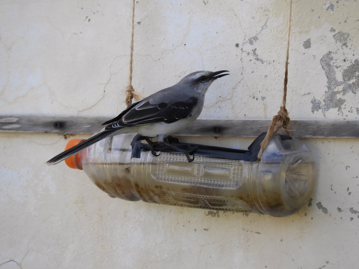 Tropical Mockingbird - ML646927966