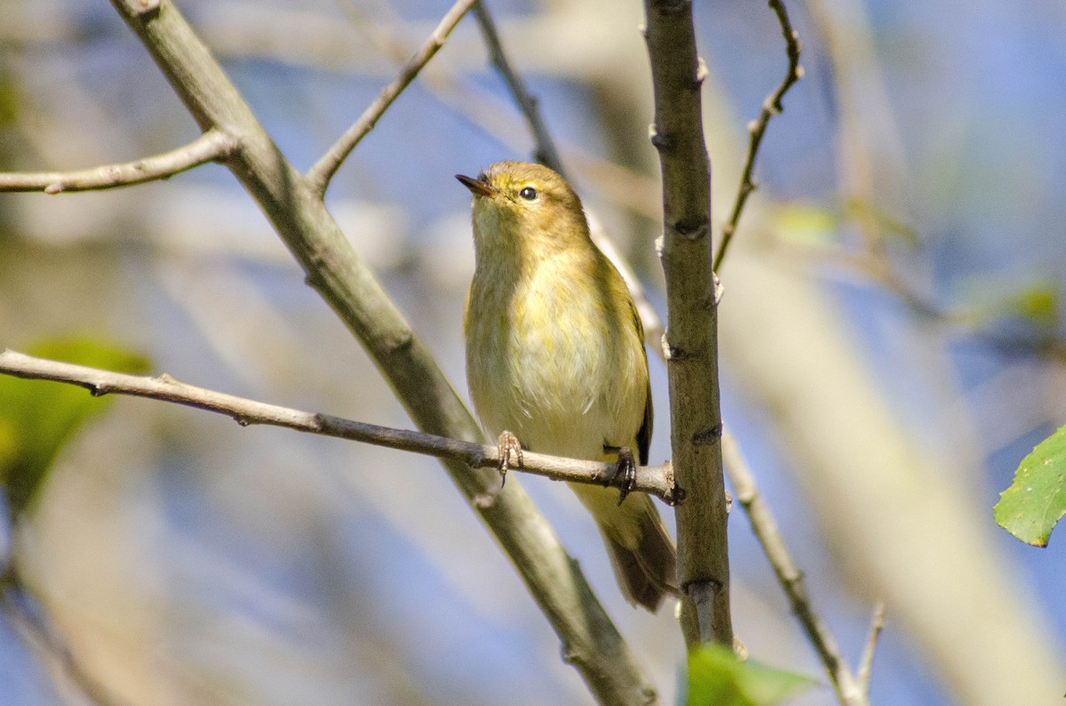 gransanger - ML646927976