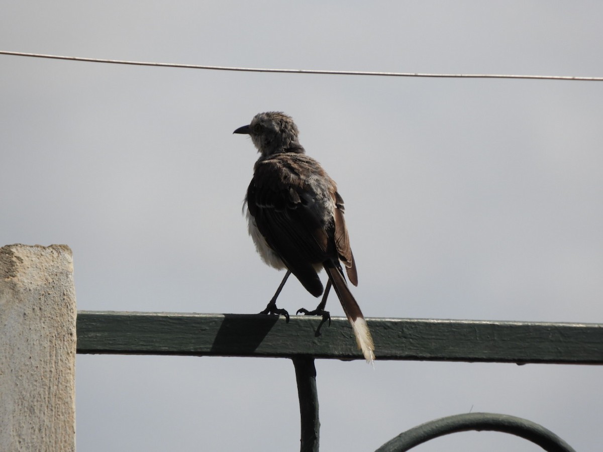 Tropical Mockingbird - ML646927981