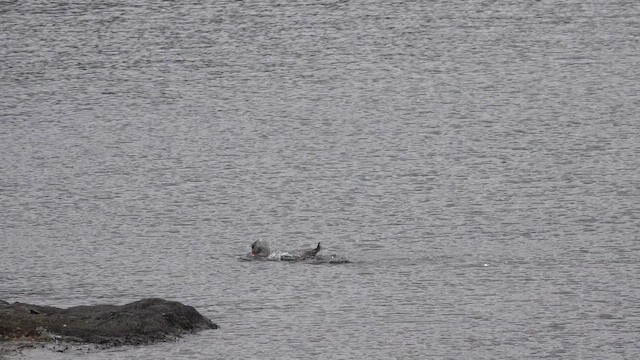 kachyně parníková - ML646927985