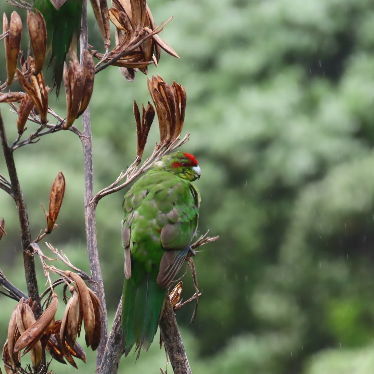 Red-crowned Parakeet - ML646927986