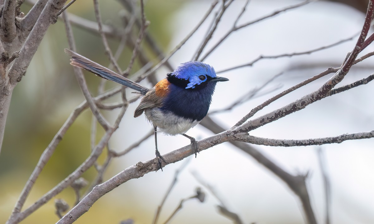 Blue-breasted Fairywren - ML646927995