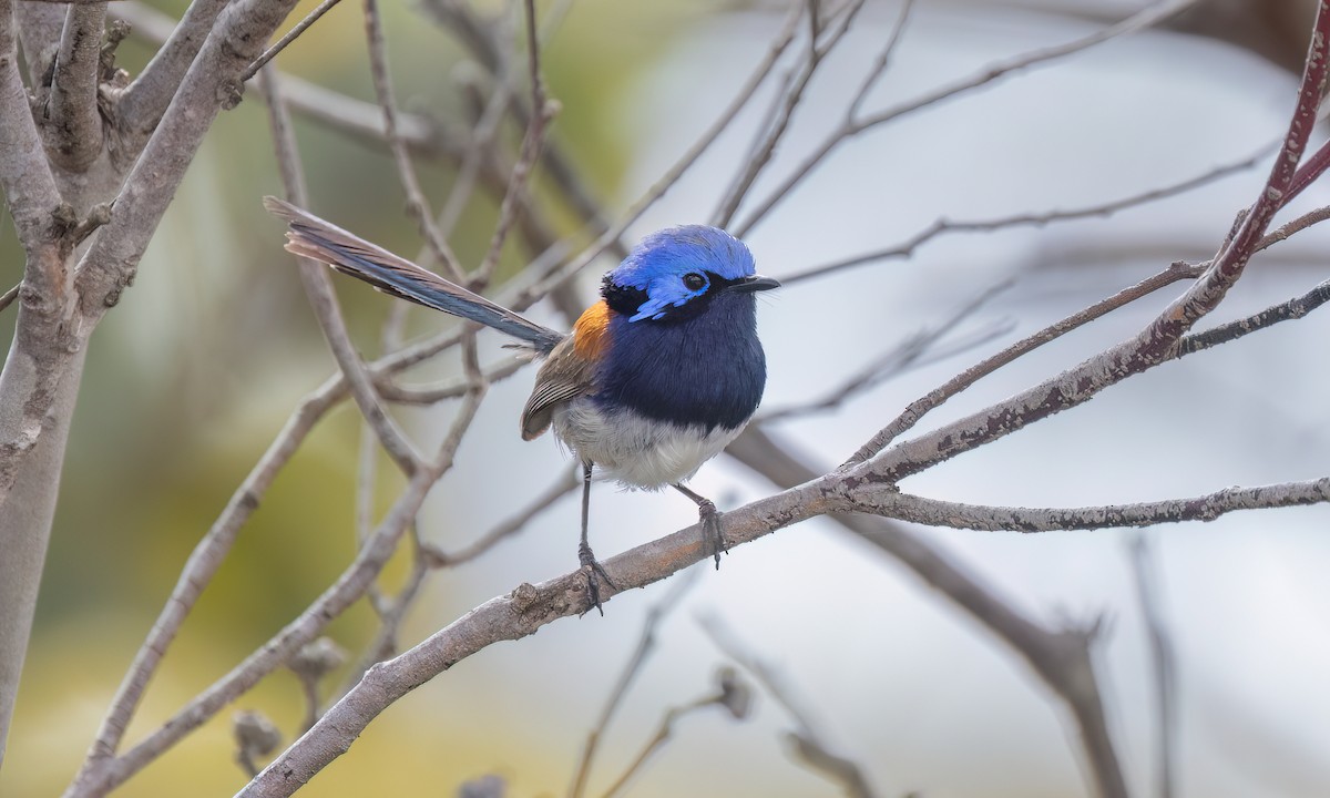 Blue-breasted Fairywren - ML646927996