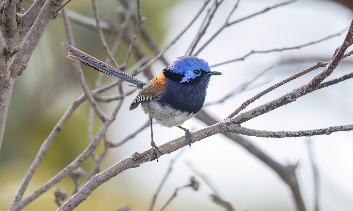 Blue-breasted Fairywren - ML646927997
