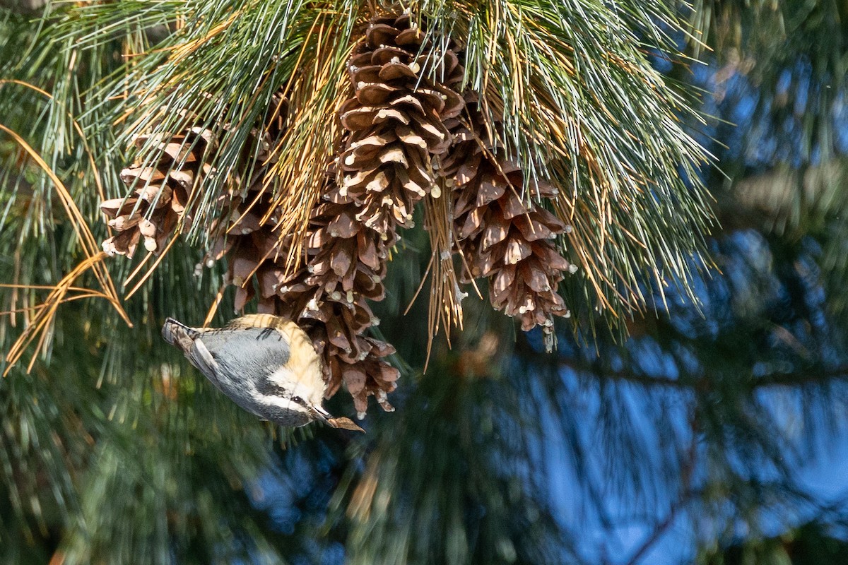 Sittelle à poitrine rousse - ML646927998