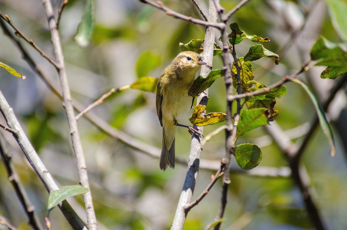 gransanger - ML646927999