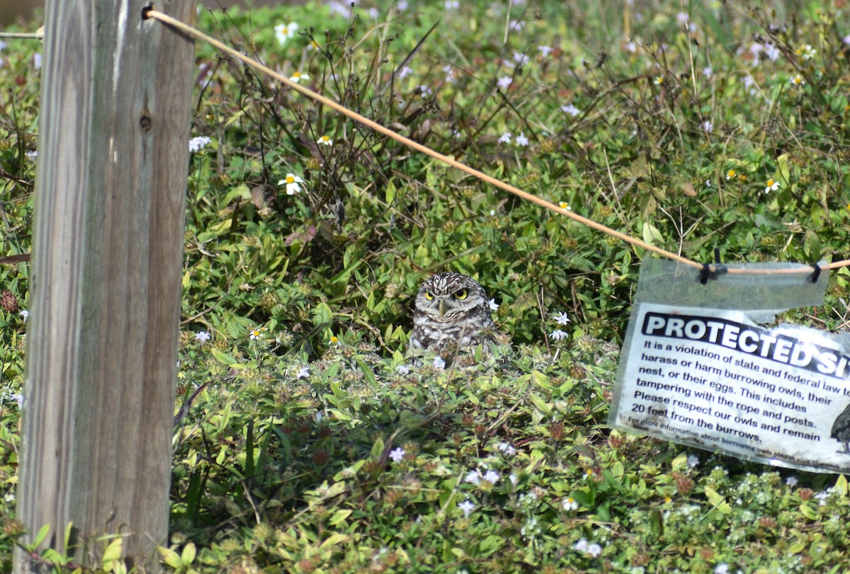 Burrowing Owl - ML646928002