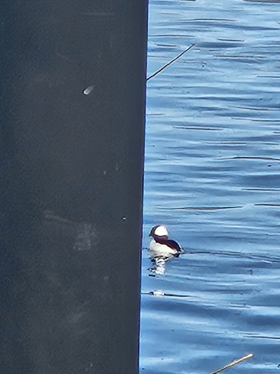 Bufflehead - ML646928007