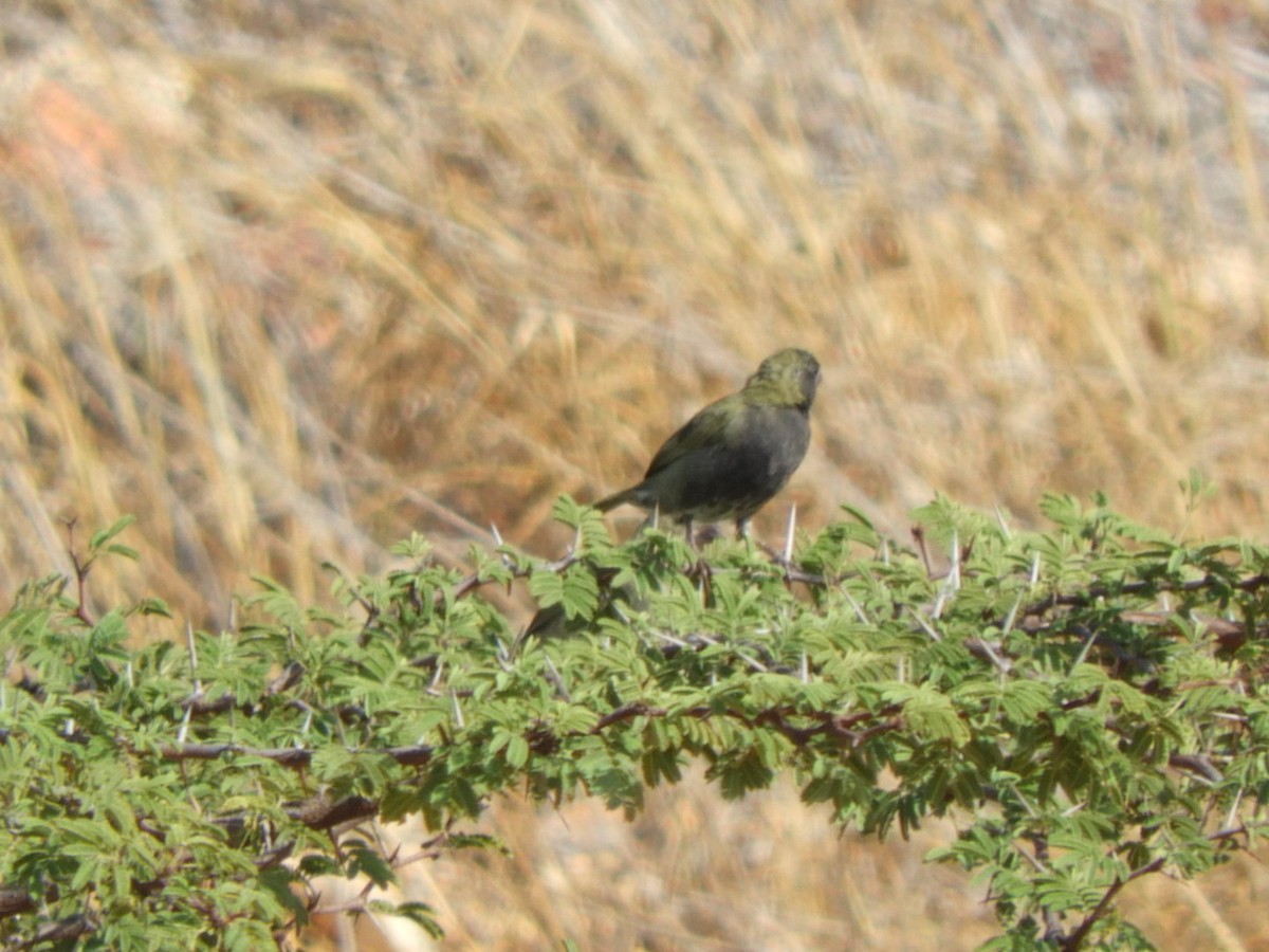 Black-faced Grassquit - ML646928010