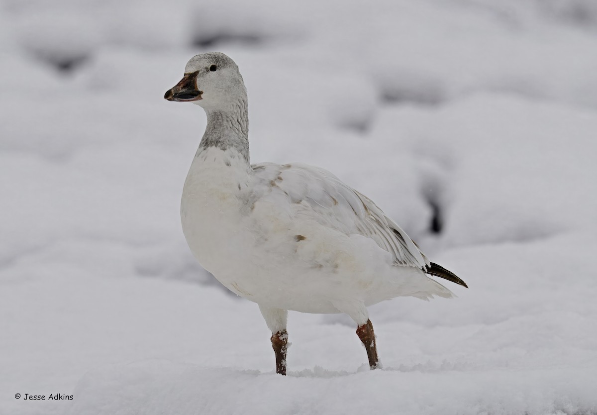 Snow Goose - ML646928011