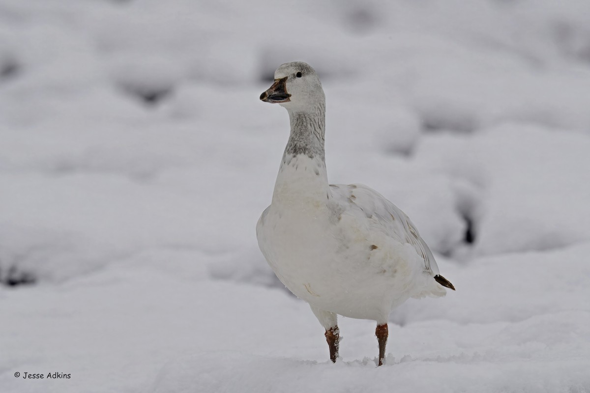 Snow Goose - ML646928012