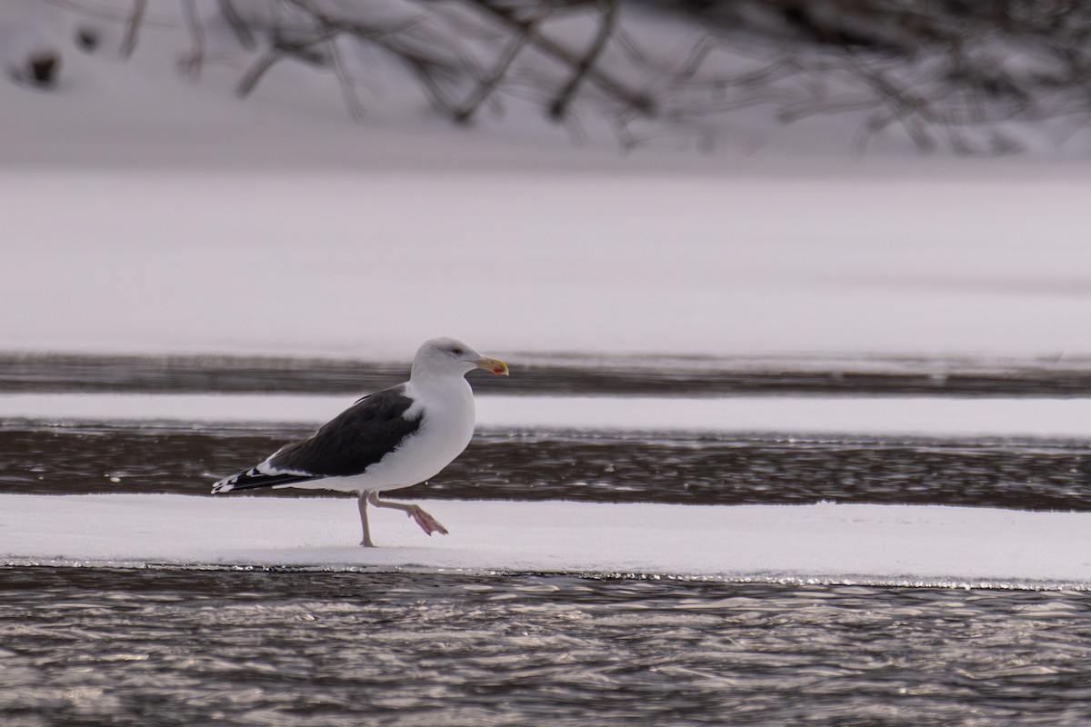 Great Black-backed Gull - ML646928016