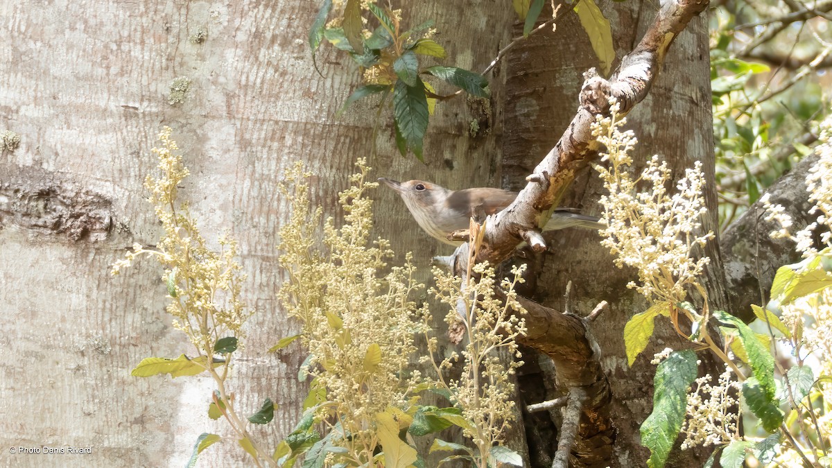 Gray Shrikethrush - ML646928017