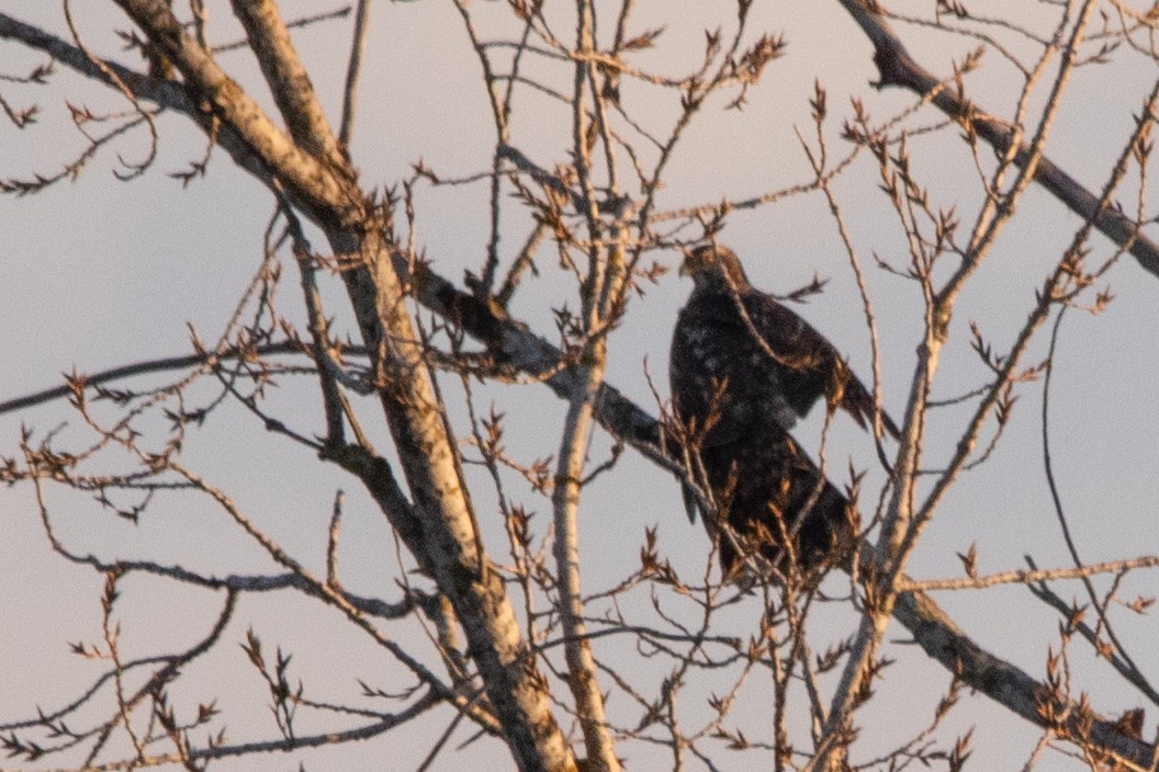 Яструб великий - ML646928019