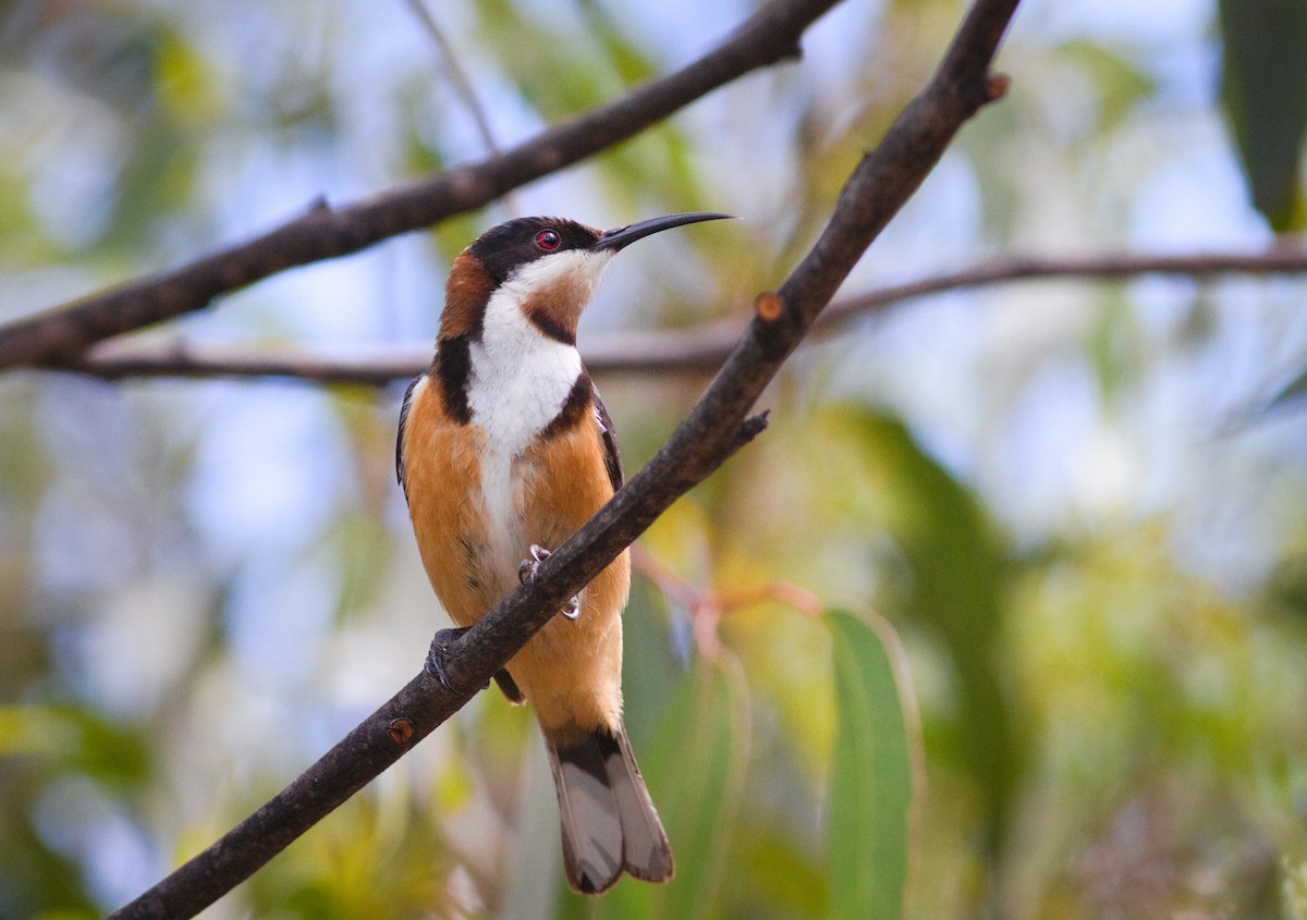 Eastern Spinebill - ML646928020