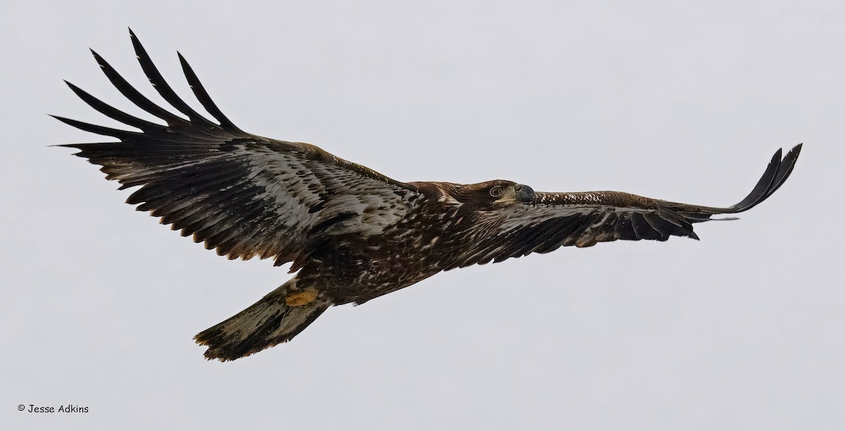 Bald Eagle - ML646928023