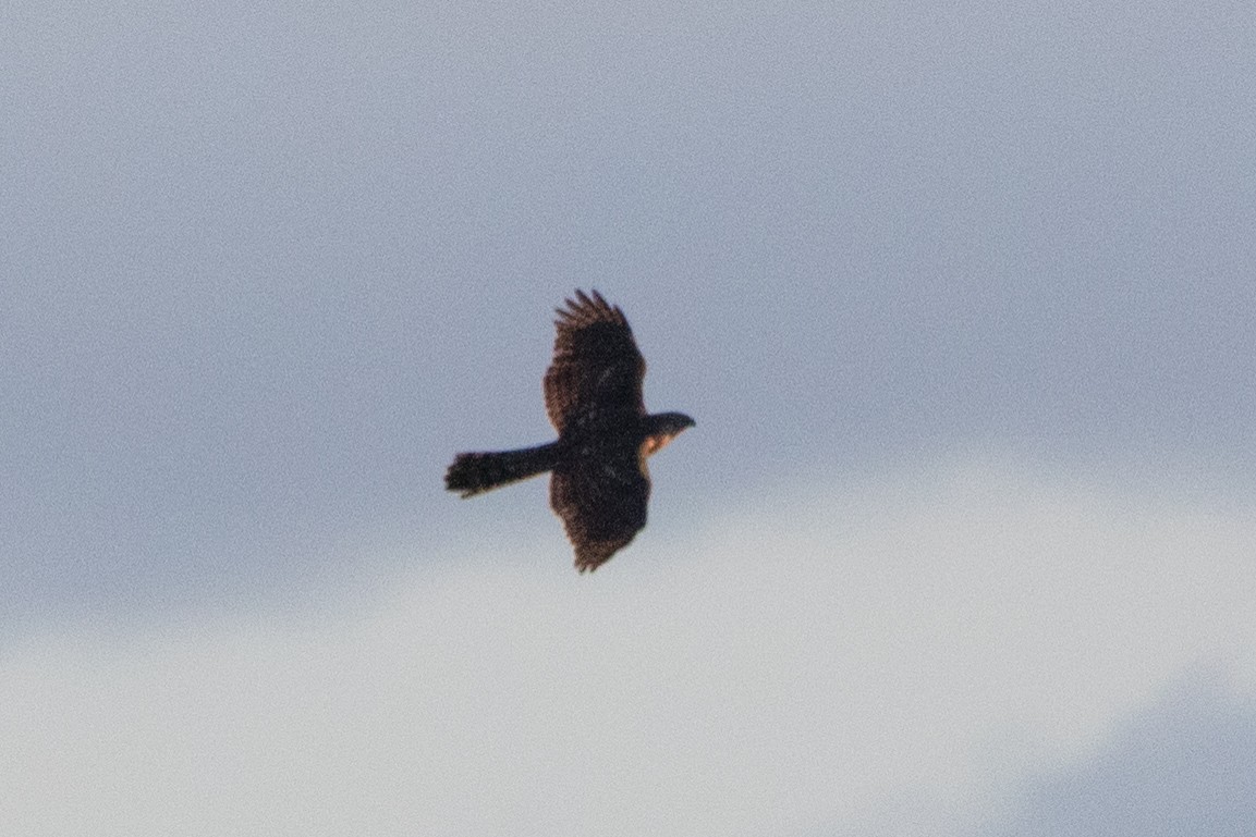 Яструб великий - ML646928024