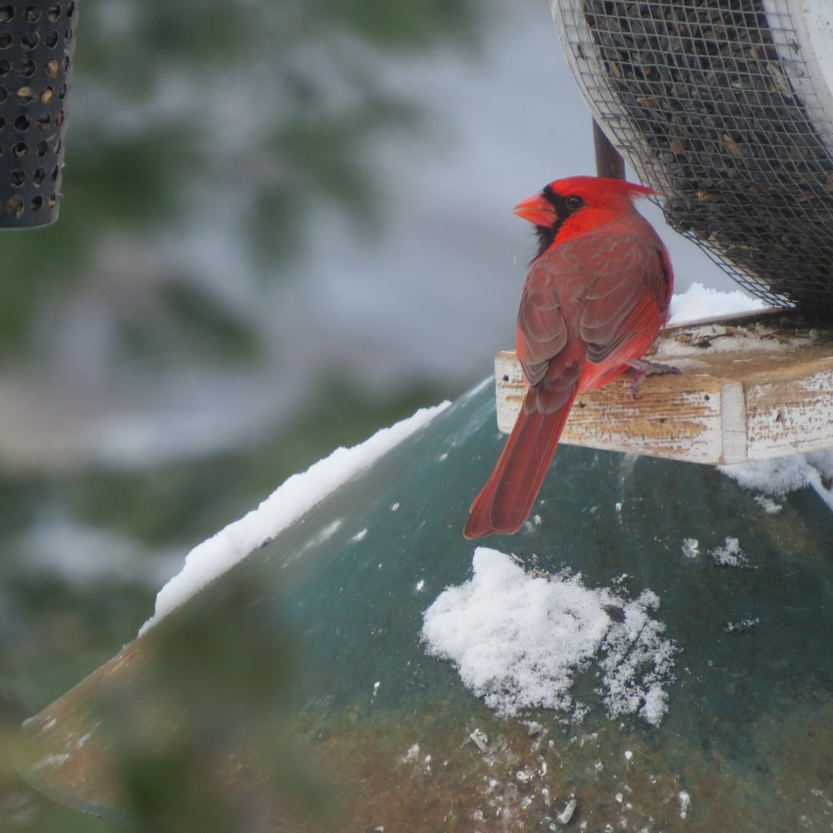 Northern Cardinal - ML646928025