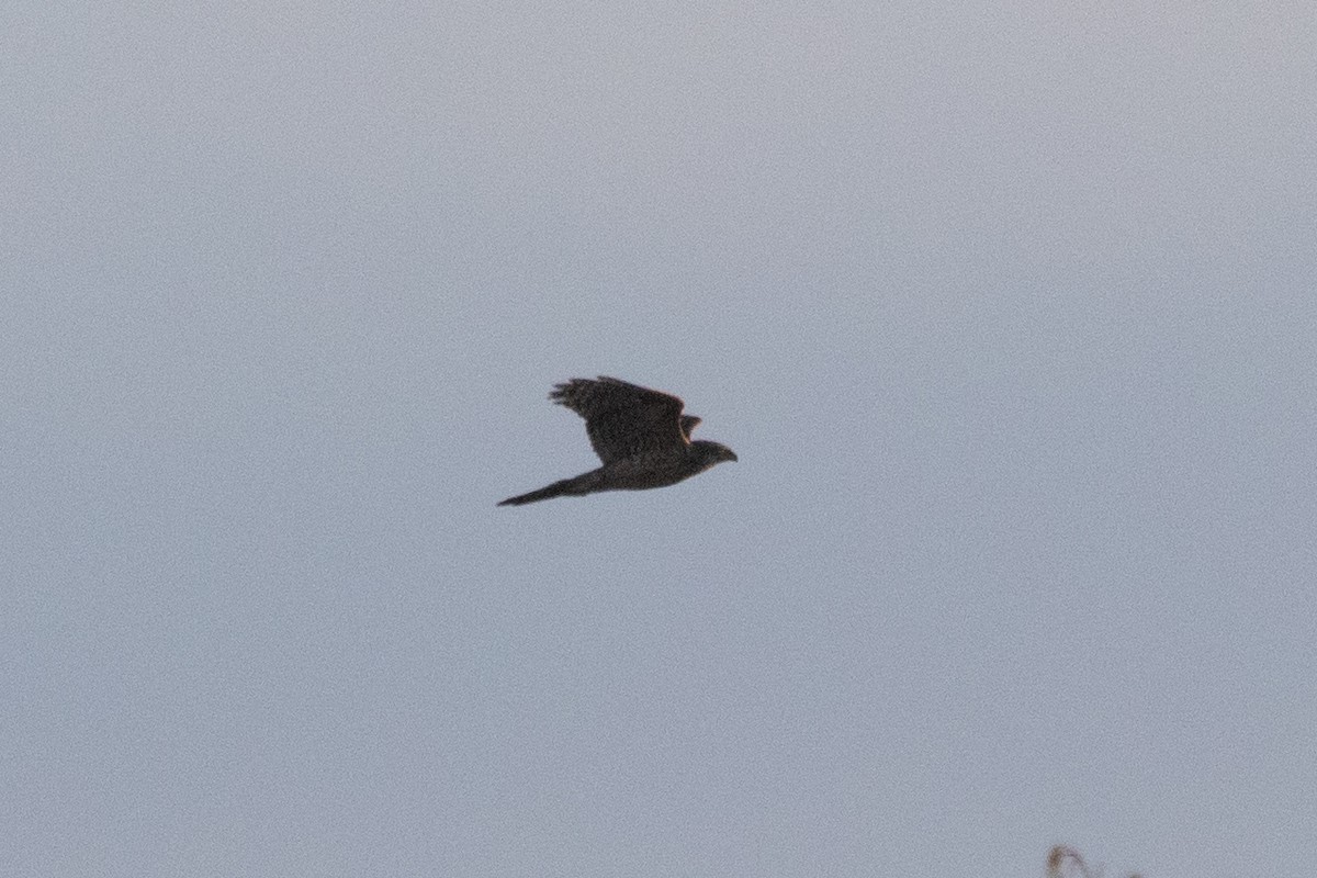 Яструб великий - ML646928026