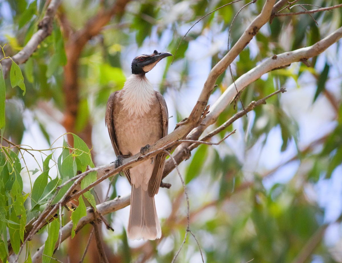 Noisy Friarbird - ML646928030