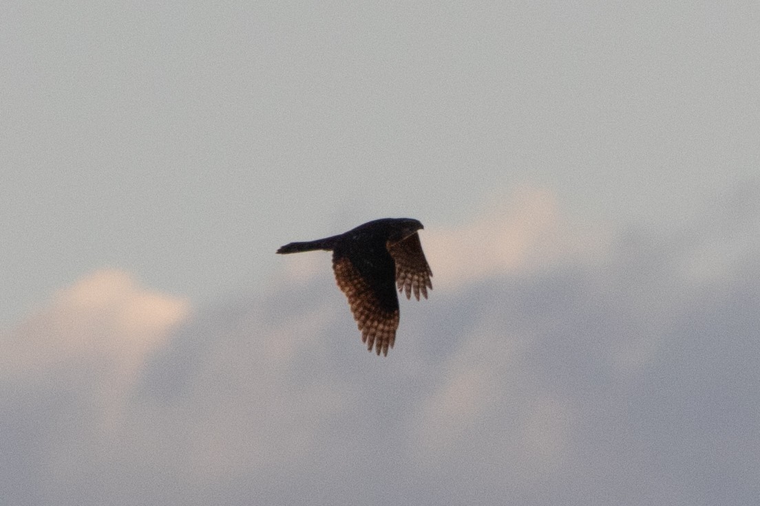 Яструб великий - ML646928031