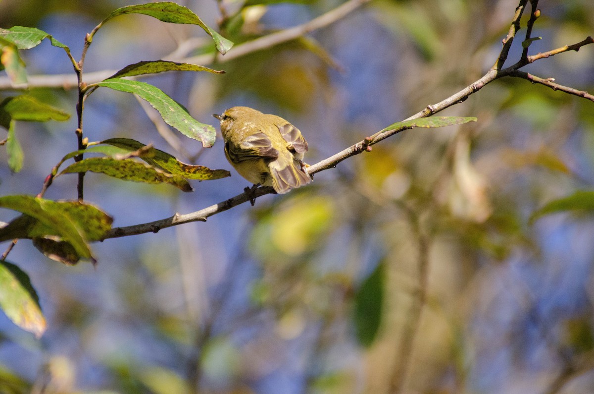 Common Chiffchaff - ML646928033