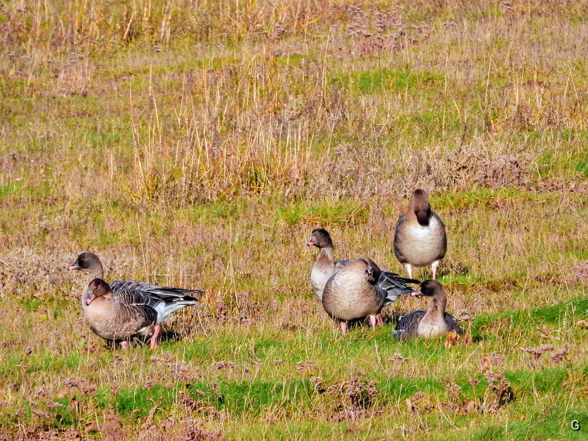 Pink-footed Goose - ML646928035