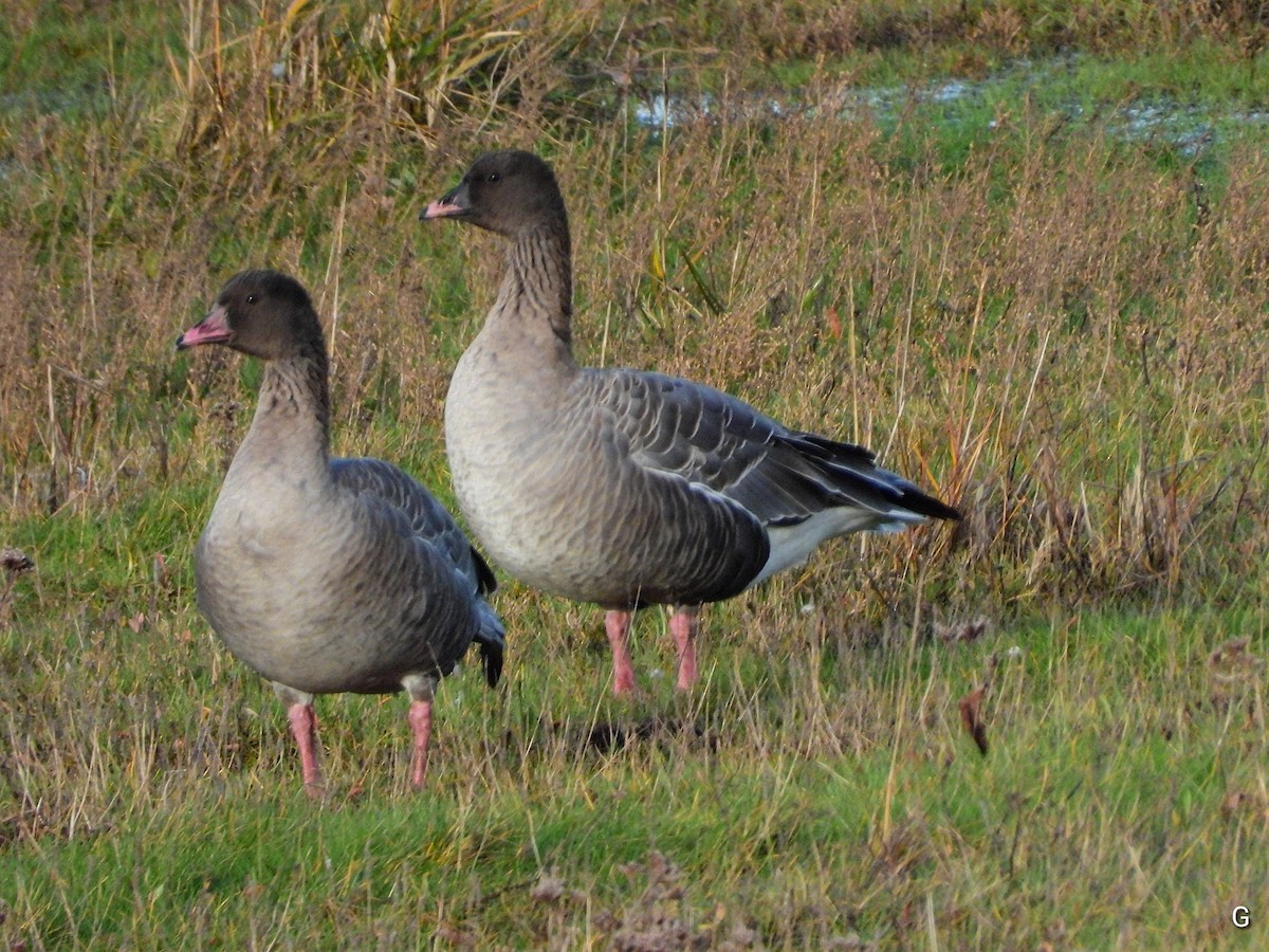 Pink-footed Goose - ML646928036