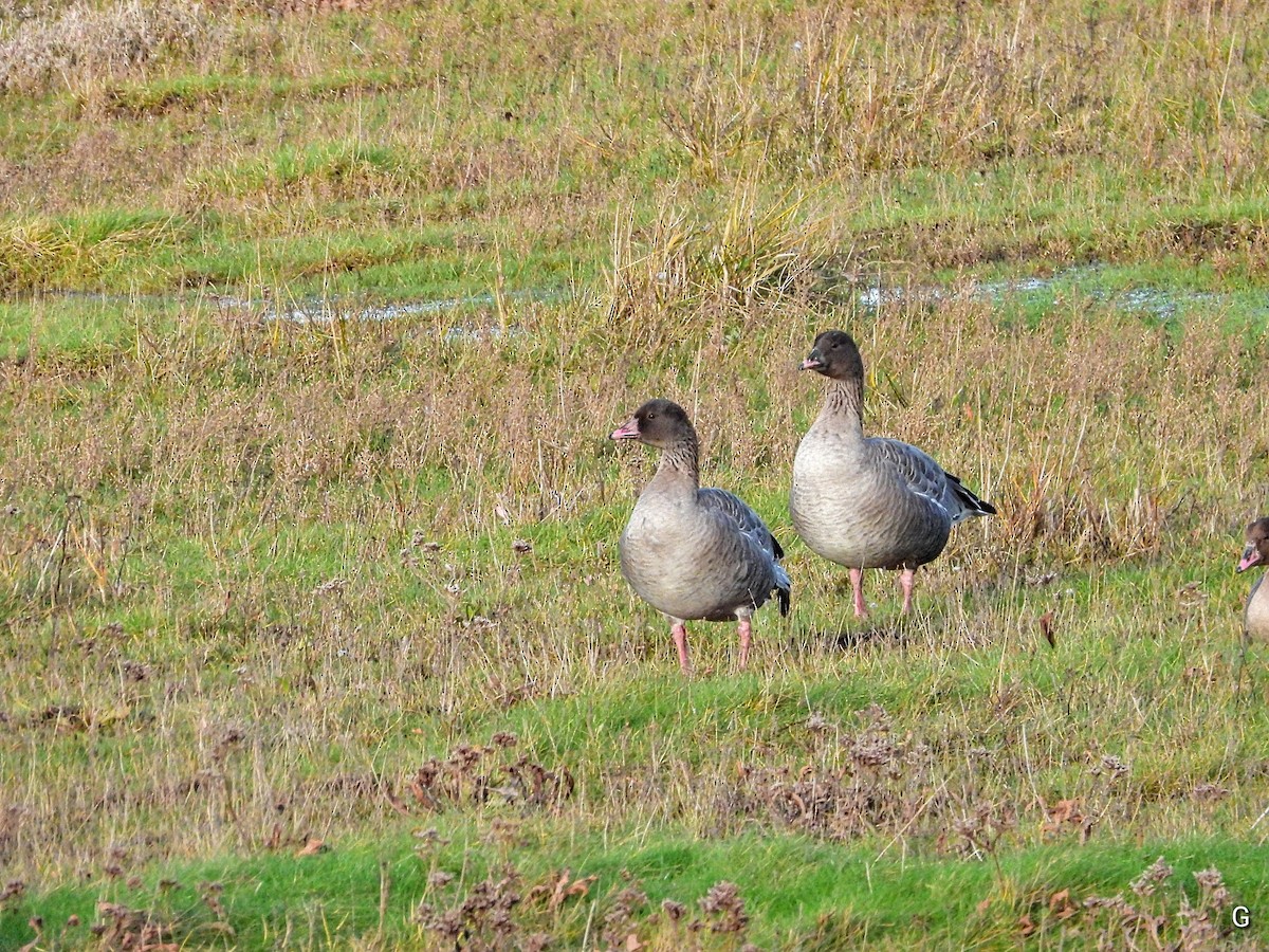Pink-footed Goose - ML646928037
