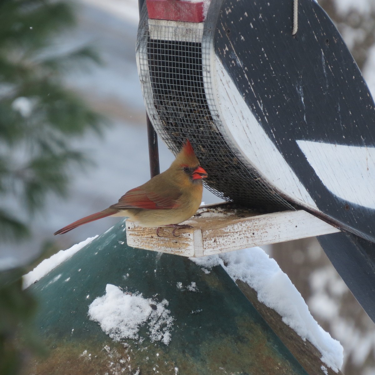 קרדינל צפוני - ML646928039