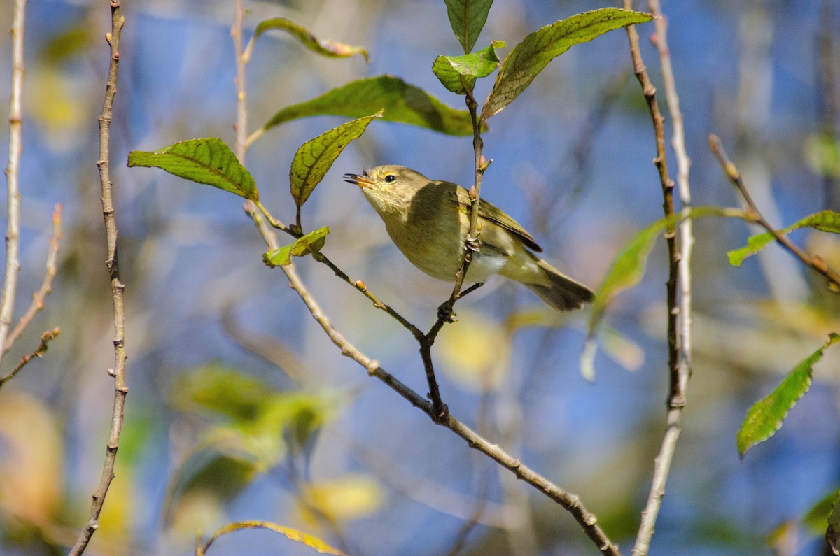 gransanger - ML646928041