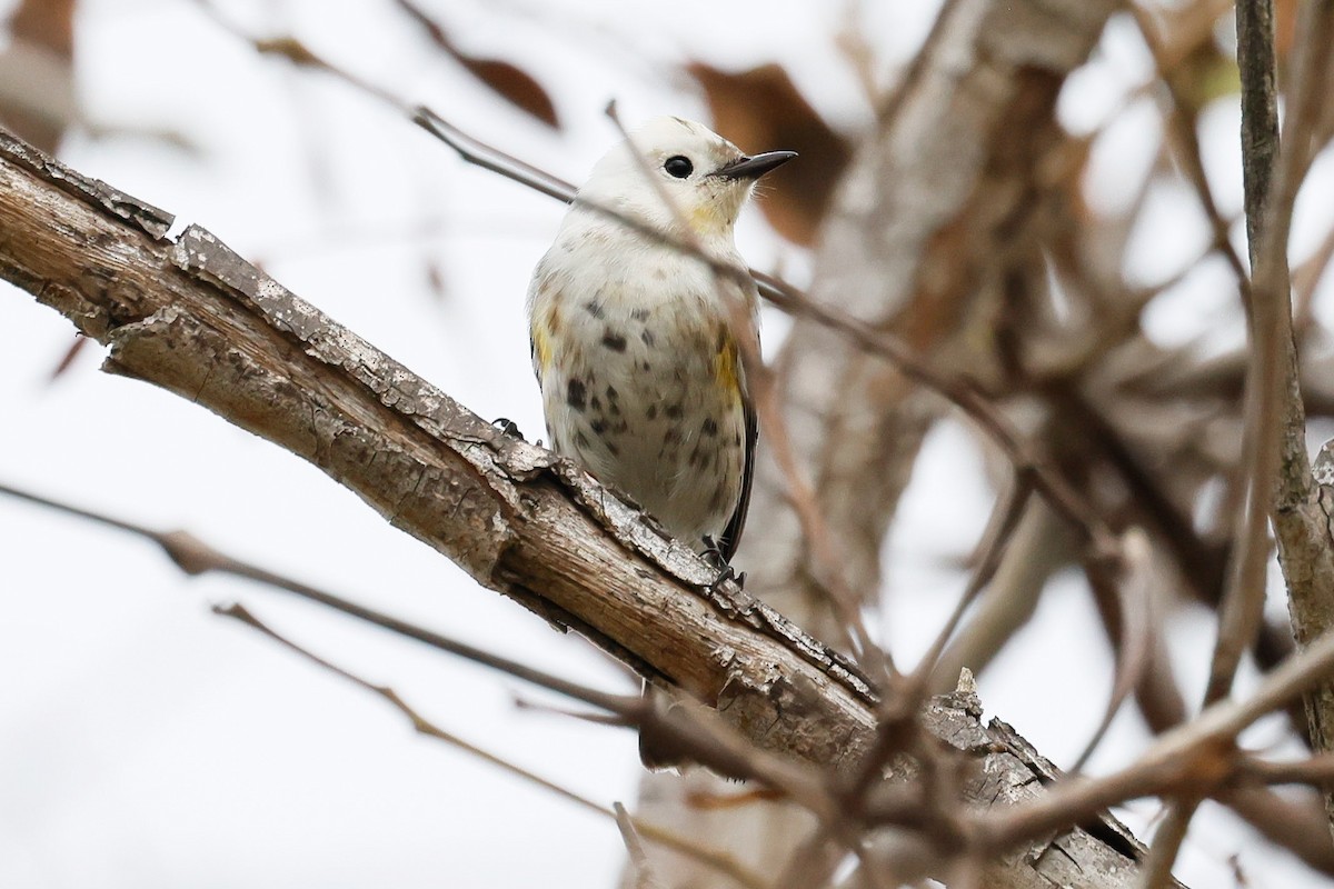 Yellow-rumped Warbler - ML646928045