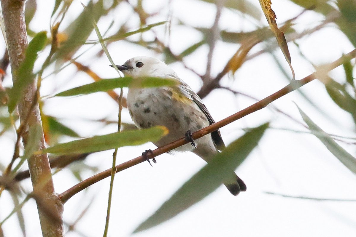 Yellow-rumped Warbler - ML646928046
