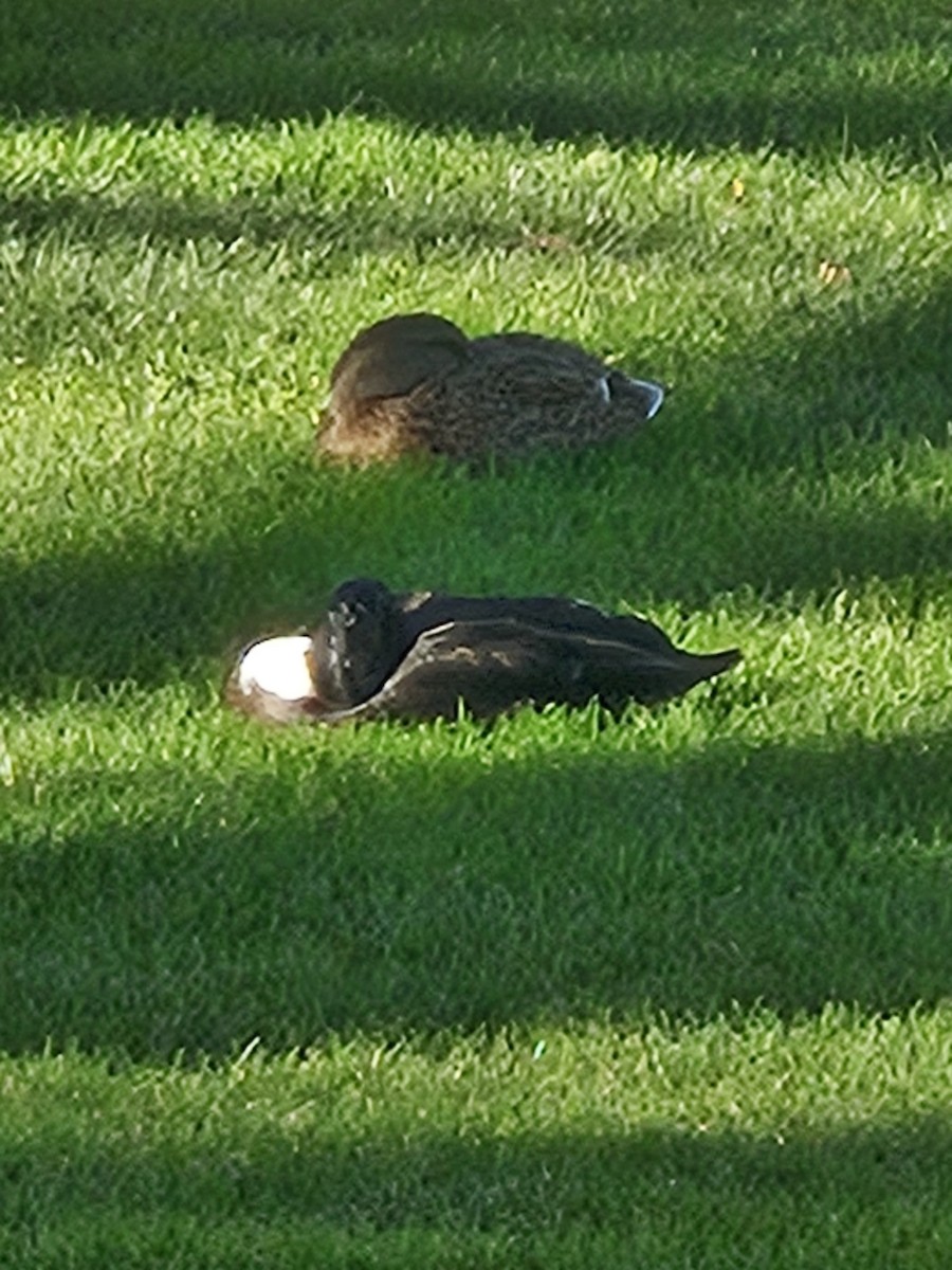 duck sp. - ML646928048