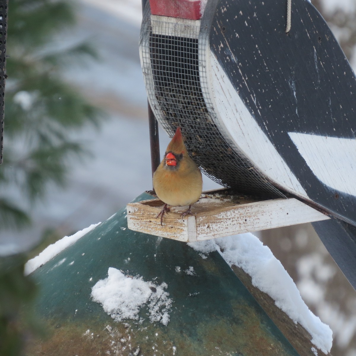 קרדינל צפוני - ML646928051