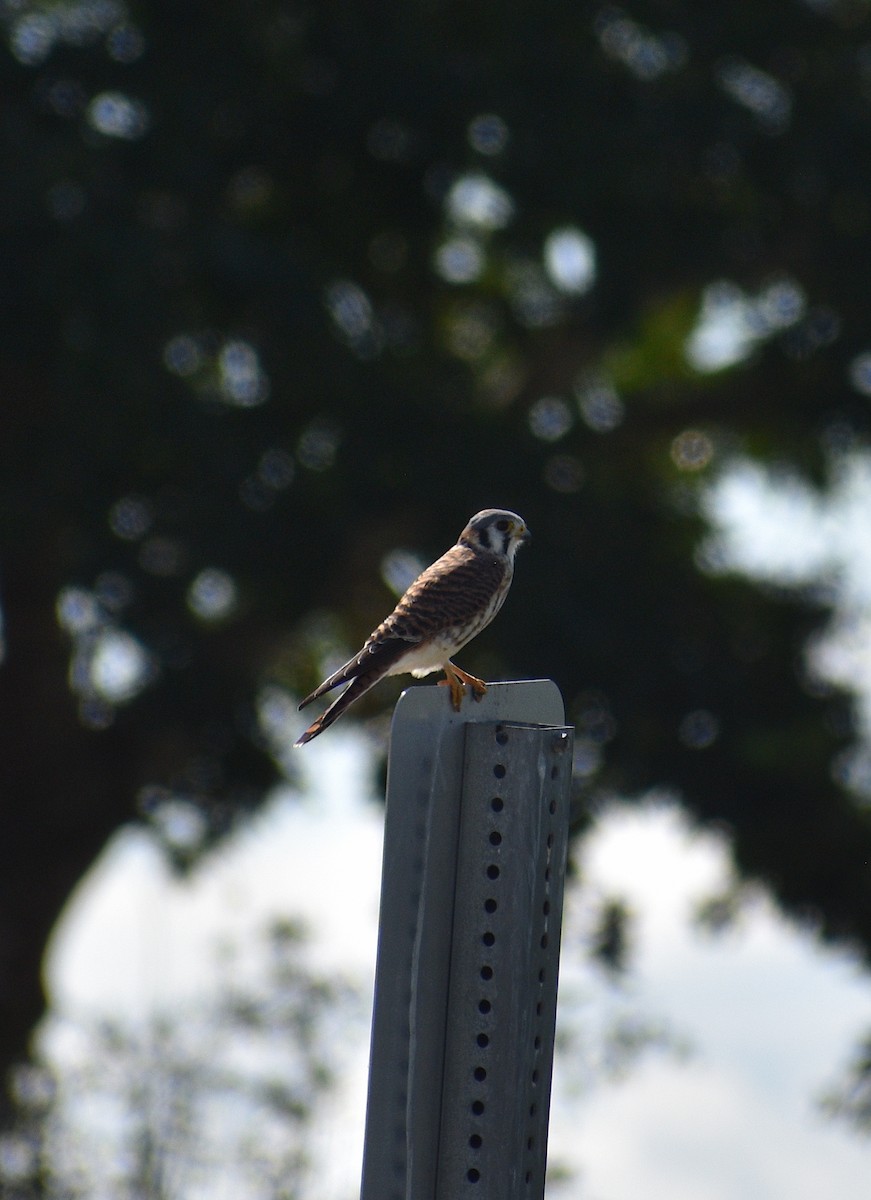 American Kestrel - ML646928052