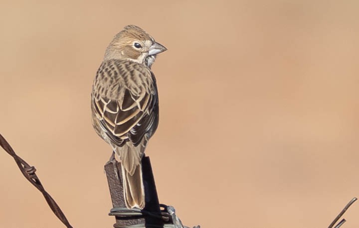 Корибіг - ML646928054