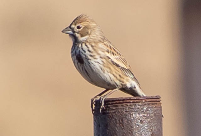 Корибіг - ML646928055